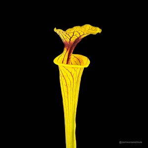 Sarracenia flava var. ornata, MK F 40, Wewahitchka, Fl