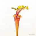 Vleesetende plant met kleurrijke bladeren