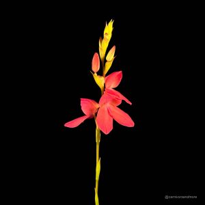Disa x "Diores"