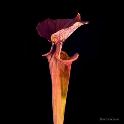 t4IJ6im299nP5A7Al5Zu.jpg t4IJ6im299nP5A7Al5Zu.jpg