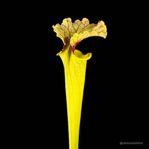 uJPNx7Qr1qZkJu0PxQwu.jpg Vleesetende plant met gele bloem