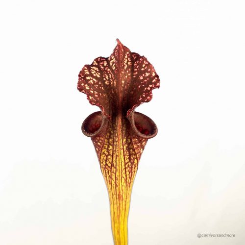 uRzWEB52sMONmC78M3h4.jpg Mooie vleesetende bloem met kleurpatroon