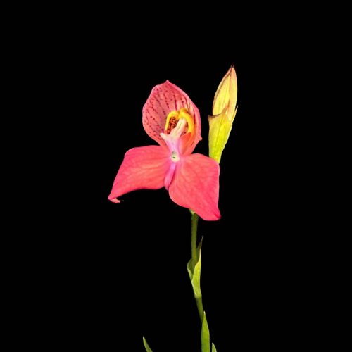 uSym158e0LpVsUlDic7E.jpg uSym158e0LpVsUlDic7E.jpg