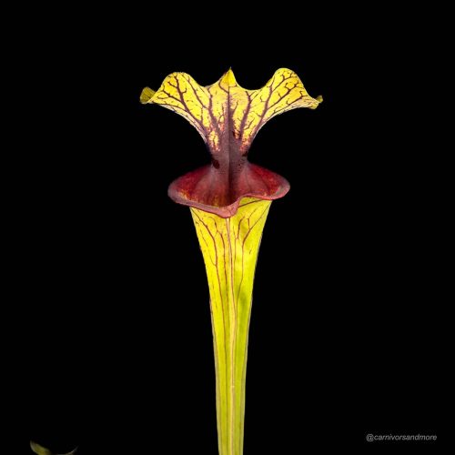 uZJBJEKtmTuuLl4NW8YY.jpg uZJBJEKtmTuuLl4NW8YY.jpg