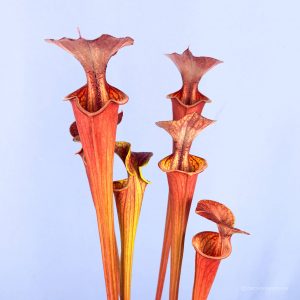 Sarracenia flava var. atropurpurea, MK F 27d, Blackwater State Forest, FL