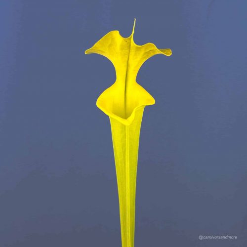 v4yJEPtXdlKjEqspX3pO.jpg v4yJEPtXdlKjEqspX3pO.jpg