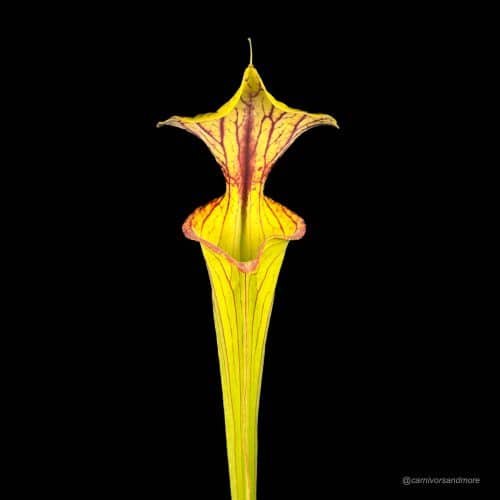 vExyPR6nZqRHFA1q4aP1.jpg vExyPR6nZqRHFA1q4aP1.jpg