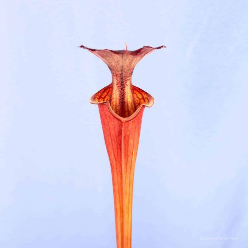 vIWGzSR4qx3e9qc1d5Jv.jpg vIWGzSR4qx3e9qc1d5Jv.jpg