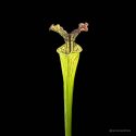 Sarracenia x "Arthur Wheeler"