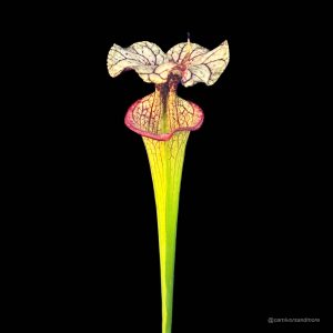 Mooie vleesetende plant met kleuren