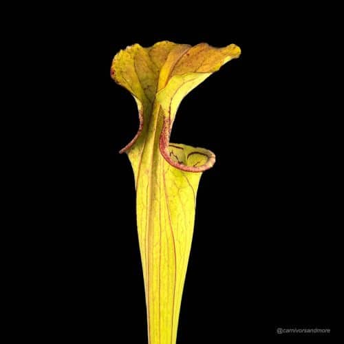 wZwyyrb3Vt71Wyl8qhlv.jpg wZwyyrb3Vt71Wyl8qhlv.jpg