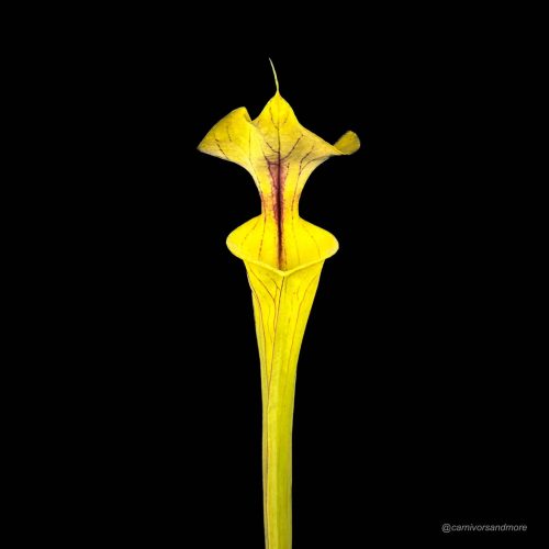 wZzun1H9f6sA4492Vn9Z.jpg wZzun1H9f6sA4492Vn9Z.jpg