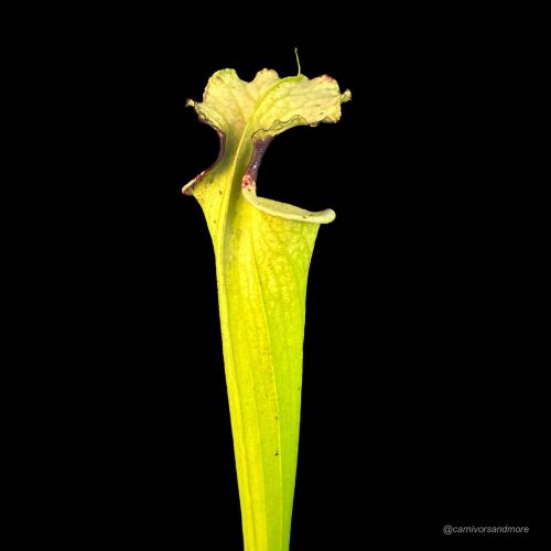 x6OkxZVErxk6LJRtsDfG.jpg Eine fleischfressende Pflanze in Nahaufnahme.