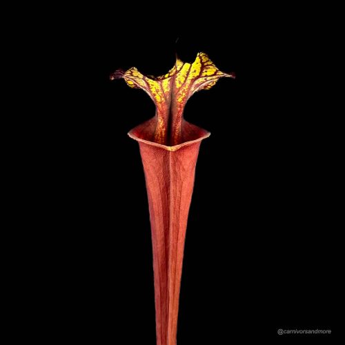 xMlfmDmnvc24FqvDWOrR.jpg xMlfmDmnvc24FqvDWOrR.jpg