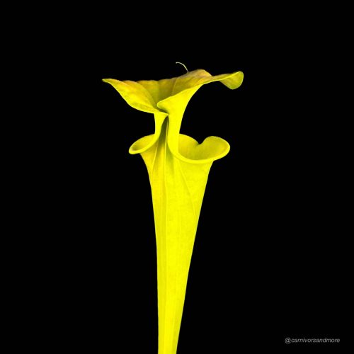 xbblD2xoeaWv4d5Dr1Zl.jpg xbblD2xoeaWv4d5Dr1Zl.jpg