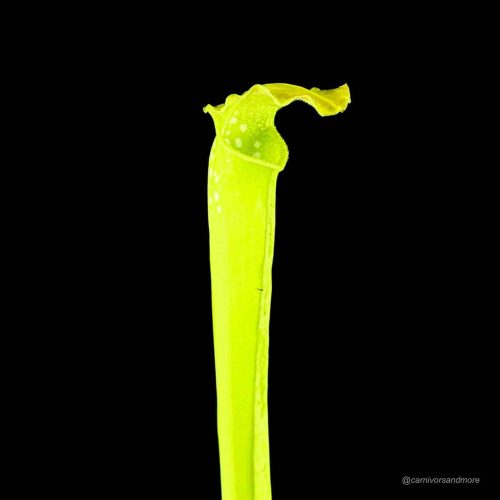 xmoa5xes4h3953pVhQ3c.jpg Felgroene vleesetende plant op zwart