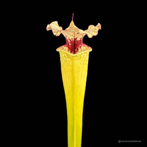 Vleesetende plant met kleurrijke bloem