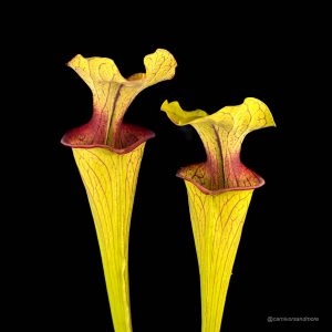 Sarracenia oreophila "Slim Phyllodia", MK O 15, Clay Co. NC.