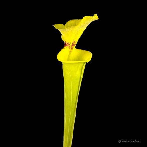 zFETifbNa9kLc1o74h1u.jpg zFETifbNa9kLc1o74h1u.jpg