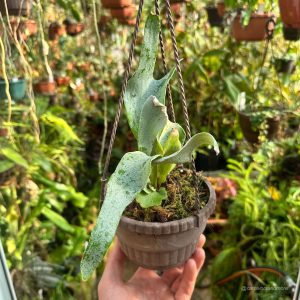 Carnivorsandmore – deine quelle für seltene pflanzen