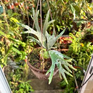 Platycerium bifurcatum ssp. Willinckii "jade girl"