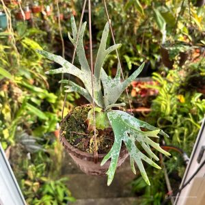 Platycerium bifurcatum ssp. willinckii "Jade Girl"