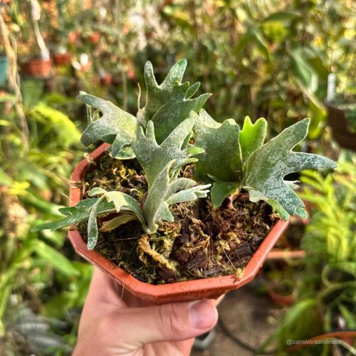 CqK1bD6gcmXcFaoC7pRp.jpg CqK1bD6gcmXcFaoC7pRp.jpg