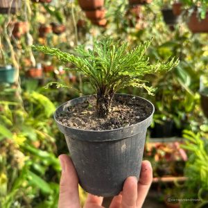 Carnivorsandmore – deine quelle für seltene pflanzen