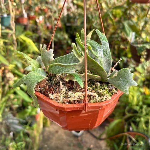 KI0k5RrOkOHqHKmBndyO.jpg KI0k5RrOkOHqHKmBndyO.jpg