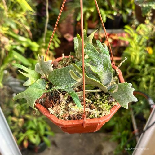 LCwfMqBwKQgIWPdpKU8n.jpg LCwfMqBwKQgIWPdpKU8n.jpg