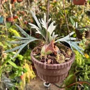 Platycerium bifurcatum ssp. willinckii "Bacteria"