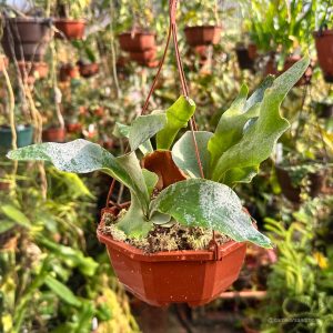 Platycerium bifurcatum ssp. Willinckii "ginka"