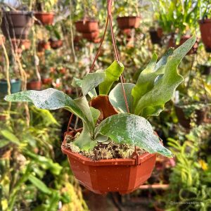 Platycerium bifurcatum ssp. willinckii "Ginka"