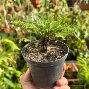 Selaginella tamariscina