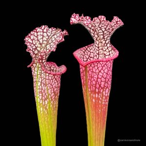 Sarracenia leucophylla "cv. Dionne"