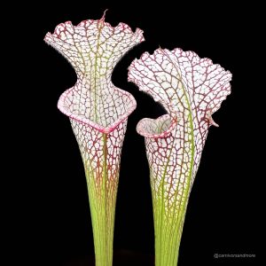 Sarracenia leucophylla "Giant Autumn Pitchers" own selection