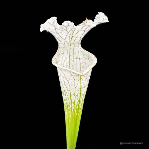 19t0X7Yfup1OfdIGOfCr.jpg 19t0X7Yfup1OfdIGOfCr.jpg