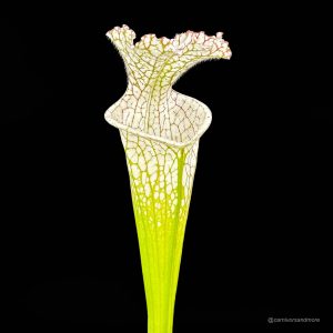 Sarracenia leucophylla 10/3 CK, Blackwater State reserve