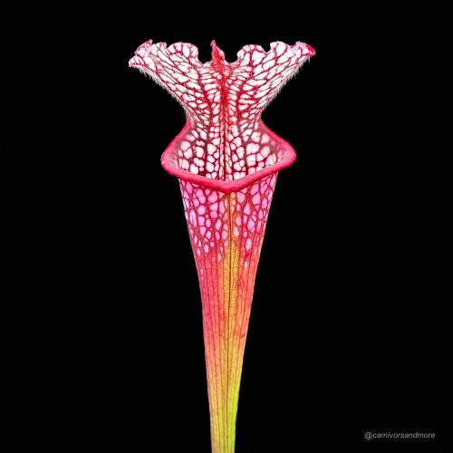 1wPl5FOX1I1wr22jDvDO.jpg 1wPl5FOX1I1wr22jDvDO.jpg