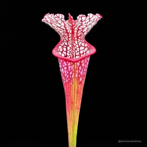 1wPl5FOX1I1wr22jDvDO.jpg 1wPl5FOX1I1wr22jDvDO.jpg