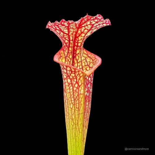 26Z7GwHpyun9uCl6Abxk.jpg 26Z7GwHpyun9uCl6Abxk.jpg