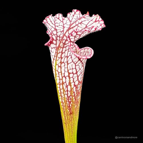 2am1ngcKFPJ0OrqbSL1I.jpg 2am1ngcKFPJ0OrqbSL1I.jpg