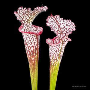 Sarracenia leucophylla "Red/White", ex Potterton & Martin