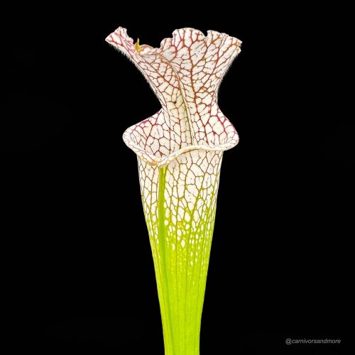 47eV2fgbHWwvKut8GeqF.jpg 47eV2fgbHWwvKut8GeqF.jpg