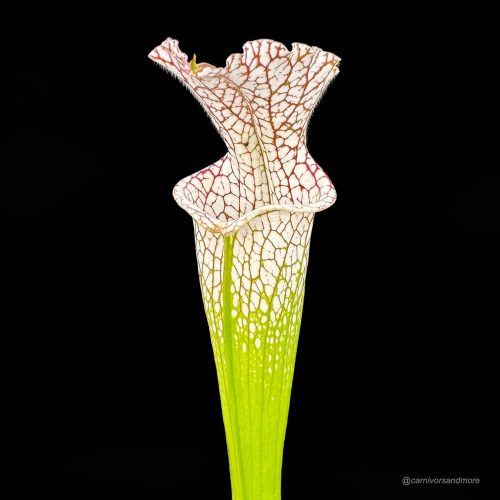 47eV2fgbHWwvKut8GeqF.jpg 47eV2fgbHWwvKut8GeqF.jpg