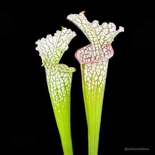 4PrMTsnx1SPT29gGtr8E.jpg 4PrMTsnx1SPT29gGtr8E.jpg