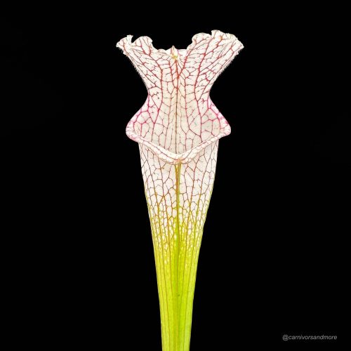 4uuTzwyvmx1S3nd0RP8K.jpg 4uuTzwyvmx1S3nd0RP8K.jpg