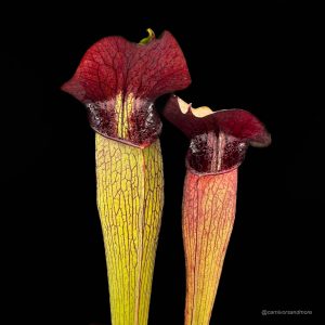 Sarracenia alata "Purple Throat Giant"
