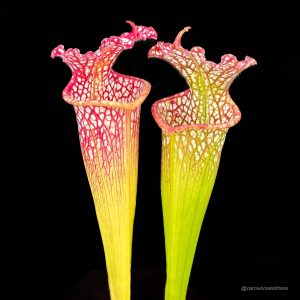 Sarracenia leucophylla, Garcon Point