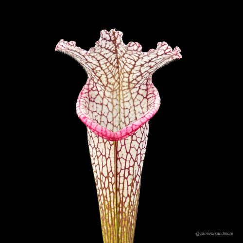 69x2FY3Yvqqi0bG50s5w.jpg 69x2FY3Yvqqi0bG50s5w.jpg